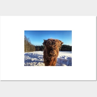 Scottish Highland Cattle Calf 1694 Posters and Art